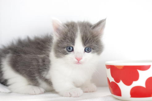 成約済の愛知県のマンチカン-4033の3枚目