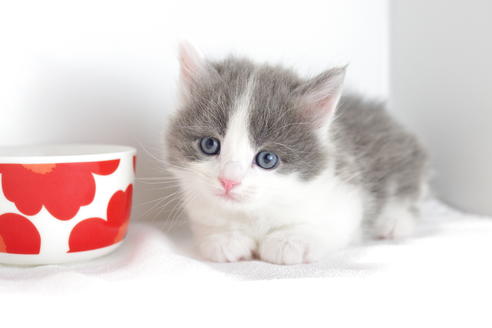 成約済の愛知県のマンチカン-4033の1枚目