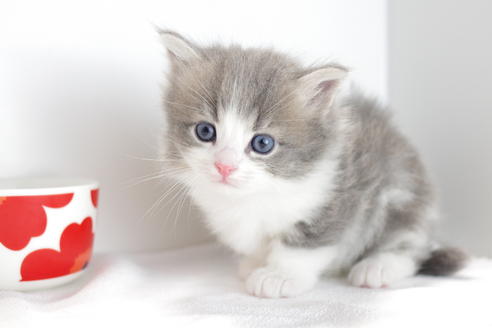 成約済の愛知県のマンチカン-4032の3枚目