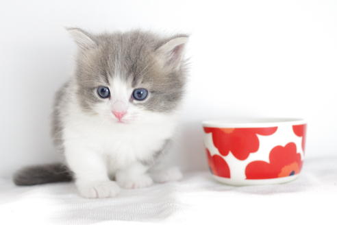 成約済の愛知県のマンチカン-4032の2枚目