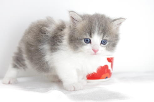 成約済の愛知県のマンチカン-4032の1枚目