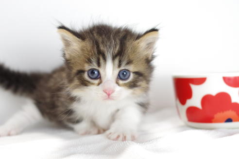 成約済の愛知県のマンチカン-4031の3枚目