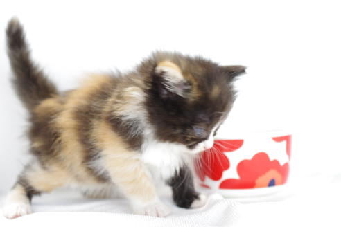 成約済の愛知県のマンチカン-4030の3枚目