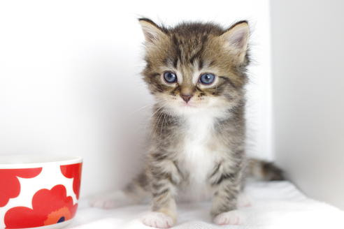 成約済の愛知県のマンチカン-4029の3枚目