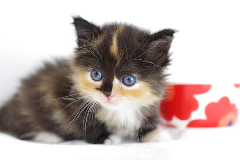 成約済の愛知県のマンチカン-4028の3枚目