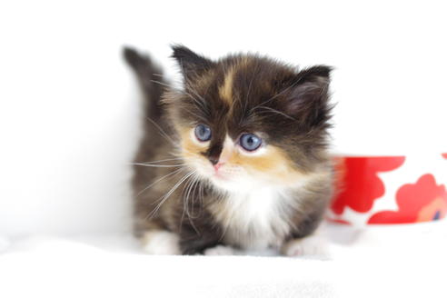 成約済の愛知県のマンチカン-4028の2枚目