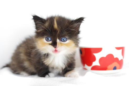 成約済の愛知県のマンチカン-4028の1枚目