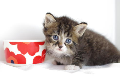 成約済の愛知県のマンチカン-4027の5枚目