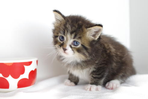 成約済の愛知県のマンチカン-4027の3枚目