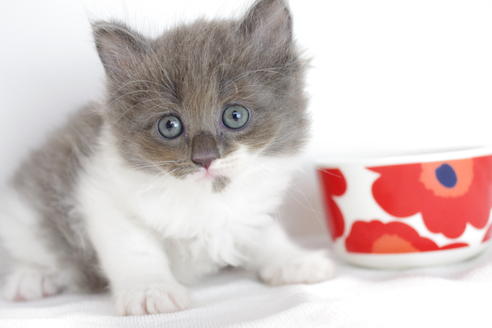 成約済の愛知県のミヌエット-3891の3枚目