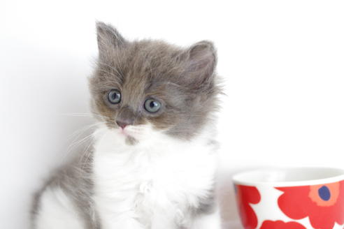 成約済の愛知県のミヌエット-3891の2枚目