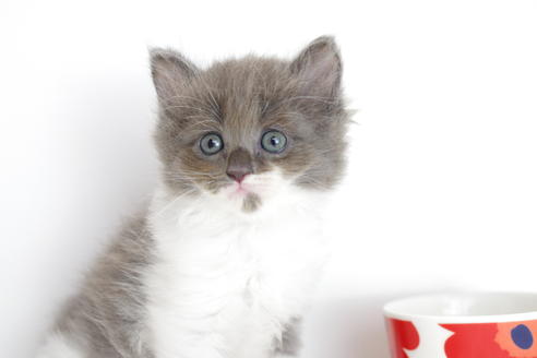 成約済の愛知県のミヌエット-3891の1枚目