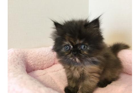 成約済の兵庫県のエキゾチックロングヘア-4130の5枚目
