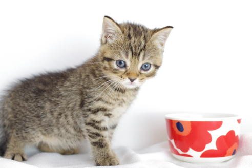 成約済の愛知県のマンチカン-4145の5枚目