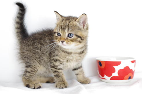 成約済の愛知県のマンチカン-4145の4枚目