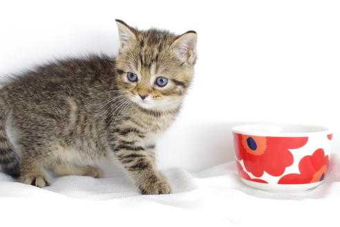 成約済の愛知県のマンチカン-4145の3枚目