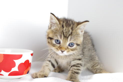 成約済の愛知県のマンチカン-4145の2枚目