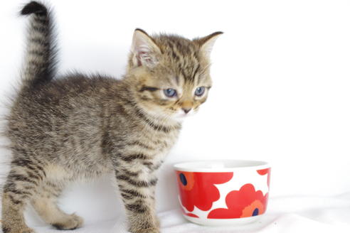 成約済の愛知県のマンチカン-4145の1枚目