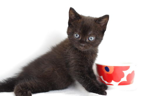 成約済の愛知県のマンチカン-4146の5枚目