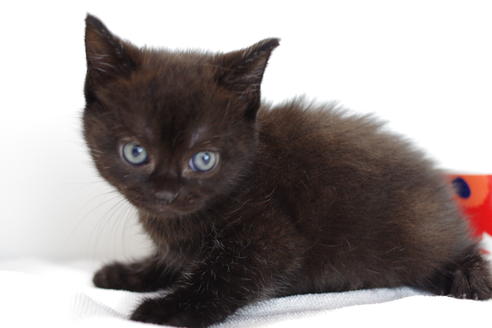 成約済の愛知県のマンチカン-4146の4枚目