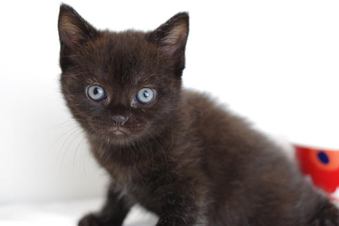 成約済の愛知県のマンチカン-4146の3枚目