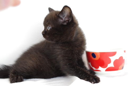 成約済の愛知県のマンチカン-4146の2枚目