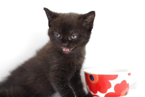 成約済の愛知県のマンチカン-4146の1枚目