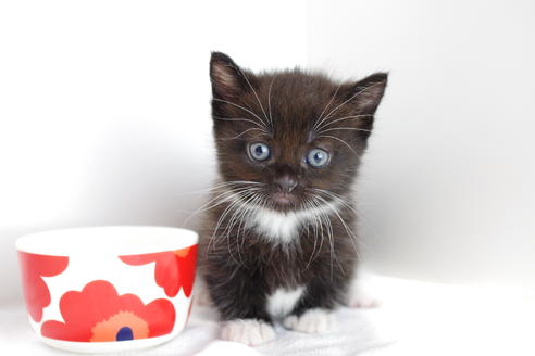 成約済の愛知県のマンチカン-4147の5枚目