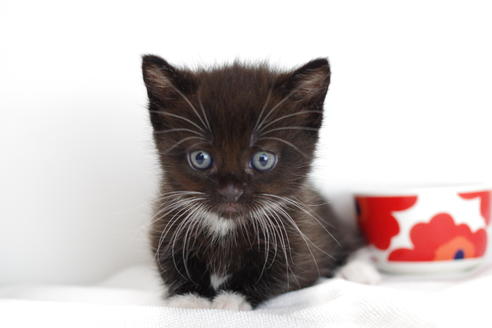 成約済の愛知県のマンチカン-4147の4枚目