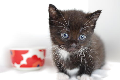 成約済の愛知県のマンチカン-4147の2枚目