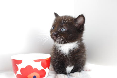 成約済の愛知県のマンチカン-4147の1枚目