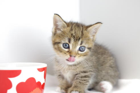 成約済の愛知県のマンチカン-4148の5枚目