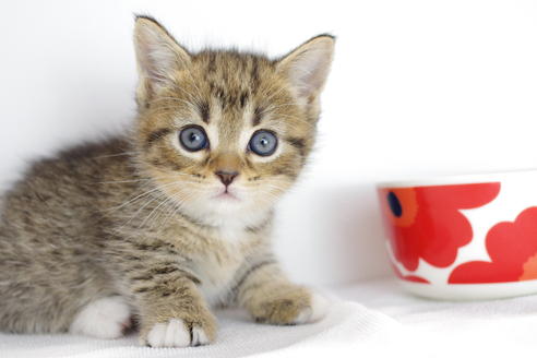 成約済の愛知県のマンチカン-4148の4枚目