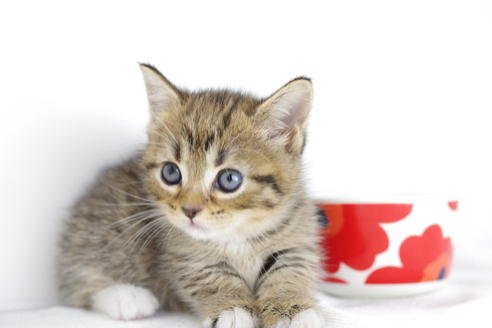 成約済の愛知県のマンチカン-4148の3枚目