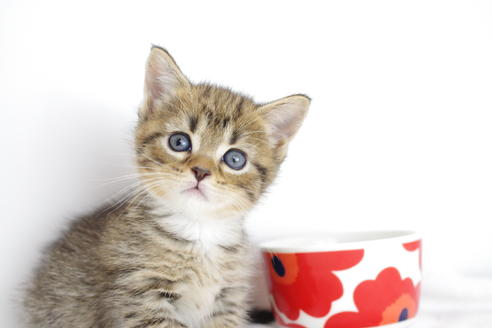 成約済の愛知県のマンチカン-4148の2枚目