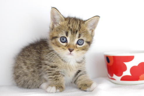 成約済の愛知県のマンチカン-4148の1枚目