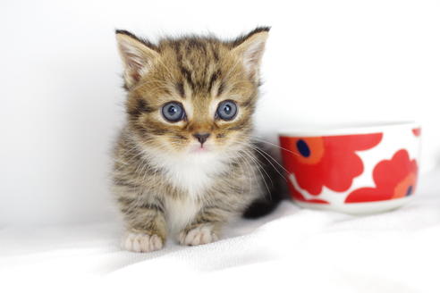 成約済の愛知県のマンチカン-4149の5枚目