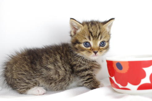 成約済の愛知県のマンチカン-4149の4枚目