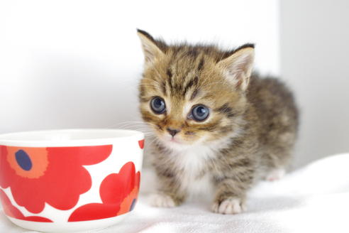 成約済の愛知県のマンチカン-4149の3枚目