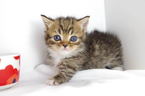 成約済の愛知県のマンチカン-4149の2枚目