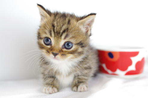 成約済の愛知県のマンチカン-4149の1枚目