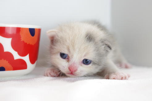 成約済の愛知県のマンチカン-4151の5枚目