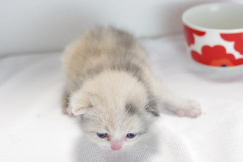 成約済の愛知県のマンチカン-4151の4枚目