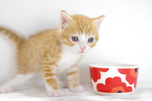 成約済の愛知県のマンチカン-4153の5枚目