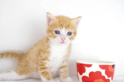 成約済の愛知県のマンチカン-4153の4枚目