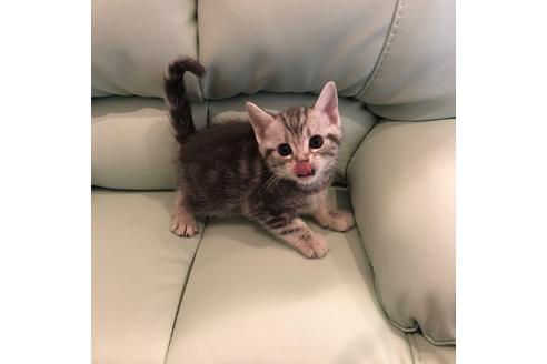 成約済の大阪府のアメリカンショートヘア-4182の4枚目