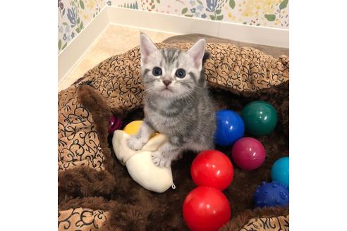 成約済の大阪府のアメリカンショートヘア-4182の3枚目