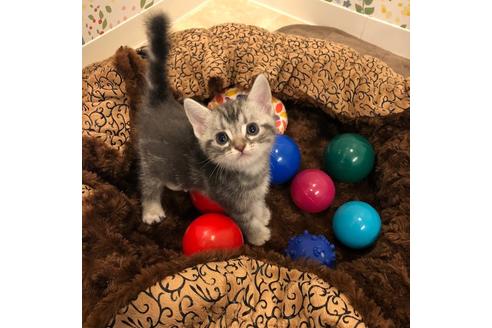 成約済の大阪府のアメリカンショートヘア-4183の4枚目