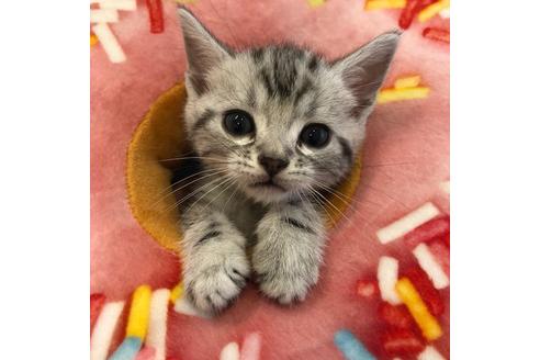 成約済の大阪府のアメリカンショートヘア-4184の4枚目