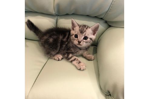 成約済の大阪府のアメリカンショートヘア-4184の3枚目